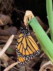 I planted the roots from a spring onion when I ate the tops. A monarch butterfly attached a cocoon to the spring onion stalk. I ws right there when the new butterfly emerged. It was a little slow and dazed at first and then slowly flapped and dried the new wings. It fly away after 5 minutes.