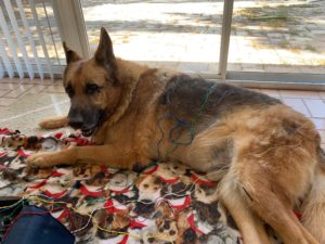 90 pound (50 kg) German Shepherd Dog has 6 ruptured intervertebral discs seen on magnetic resonance imaging of his lower back, resulting in hind leg paralysis.