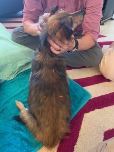 Long-haired miniature dachshund gets acupuncture to help her back pain.