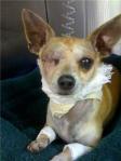 Beautiful tan short-haired 1-year-old chihuahua loses his eye after a car door hits him on the head Beautiful tan short-haired 1-year-old chihuahua loses his eye after a car door hits him on the head