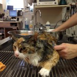 Wet cat getting a sponge bath.