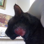 cat abscess cat abscess