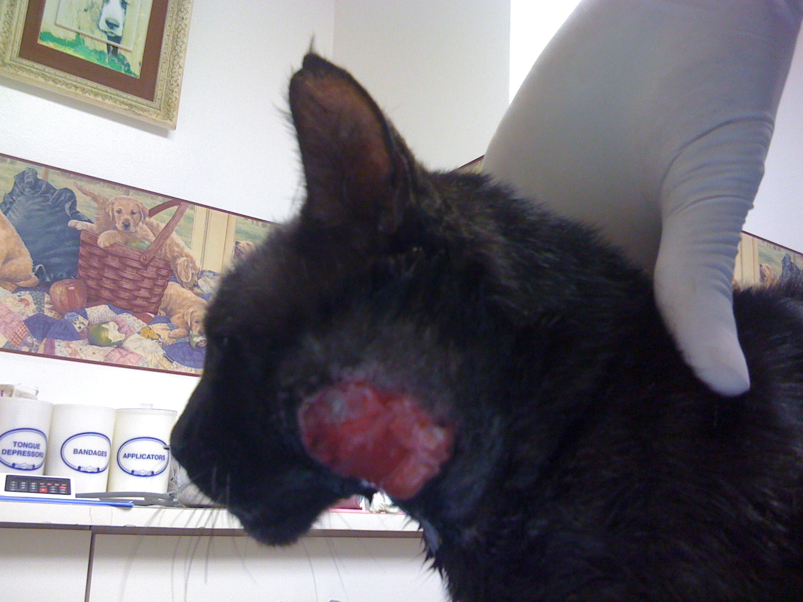 cat abscess