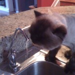 Cat Drinking from the Spigot