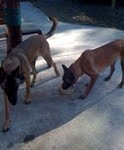 female black and brown Belgian Malinois needs a good home