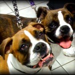 Two bright-eyed boxers look at the camera with tongues lolling happily