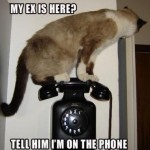 ex siamese phone siamese cat stands on black old-time telephone on the wall and makes snarky comment "My ex is here? Tell him I'm on the phone."
