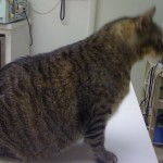 fat tabby cat