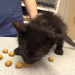 6 week old black male short-haired kitten needs a new home