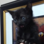 6 week old black male short-haired kitten needs a new home: meowing about it