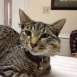 Brown tabby, slim, lithe, and friendly, needs a loving home