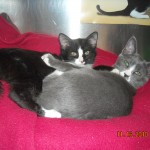 black and white and grey and white kittens sleeping together
