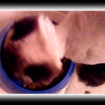 VirtuaCat chows down after his dental cleaning