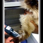 shaving the front leg of a himalayan cat