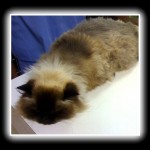 sedated seal-point himalayan cat