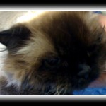 VirtuaCat Sleeps Off the Anesthesia