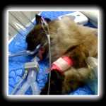seal-point himalayan cat with monitoring equipment under anesthesia