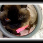 HImalayan cat looks a little sleepy after his dental cleaning