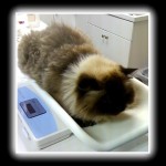 seal point himalayan on a bucket scale
