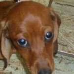 Big brown soulful eyes and flame red short hair on this sweet dachshund for adoption
