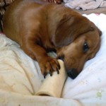red short haired mini dachshund grasps a white dog bone between her paws and attempts to insert the whole end of it into her mouth all at once!