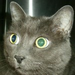 Golden-eyed, plush blue short fur cat needs a forever home