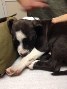 sleeping black american pit bull terrier puppy stretches his front legs in preparation for a yawn