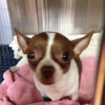 brown and white short-haired chihuahua leans out of her cage for some attention and lovin'