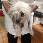 chinese crested dog bald chinese crested dog with mop top hair and soft, warm bald body
