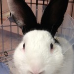 white short-haired bunny with tall straight black ears and a cone collar to keep him from licking his surgical incision site