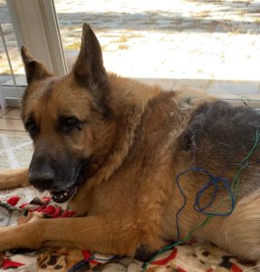 16- pound shaggy German Shepherd lays on his bed with electrical lines attached to needles in his back.
