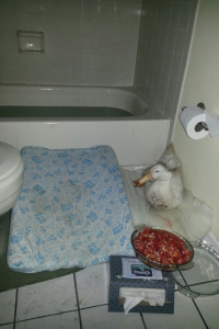 The bathroom with a tub of water and a pillow ramp (washable) up to the ledge, makes a fine, safe duck hospital room.