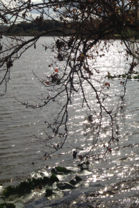 a chill winter day at the lake, dead crunchy tree leaves and ice cold choppy water with round fleshy lilly pads floating