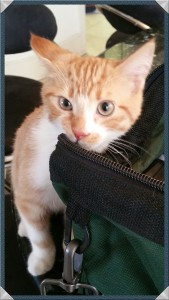Red tabby kitten rubs his teeth and upper lip on the zipper of my house call veterinary bag