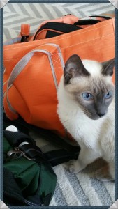 Siamese sits next to the bag and looks away like he dwasn't interested. Doc Truli knows better!