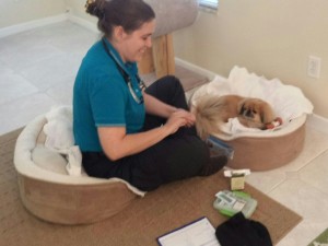 With no furniture delivered, Doc Truli sat in a dog bed to give this Peke his acupuncture treatment