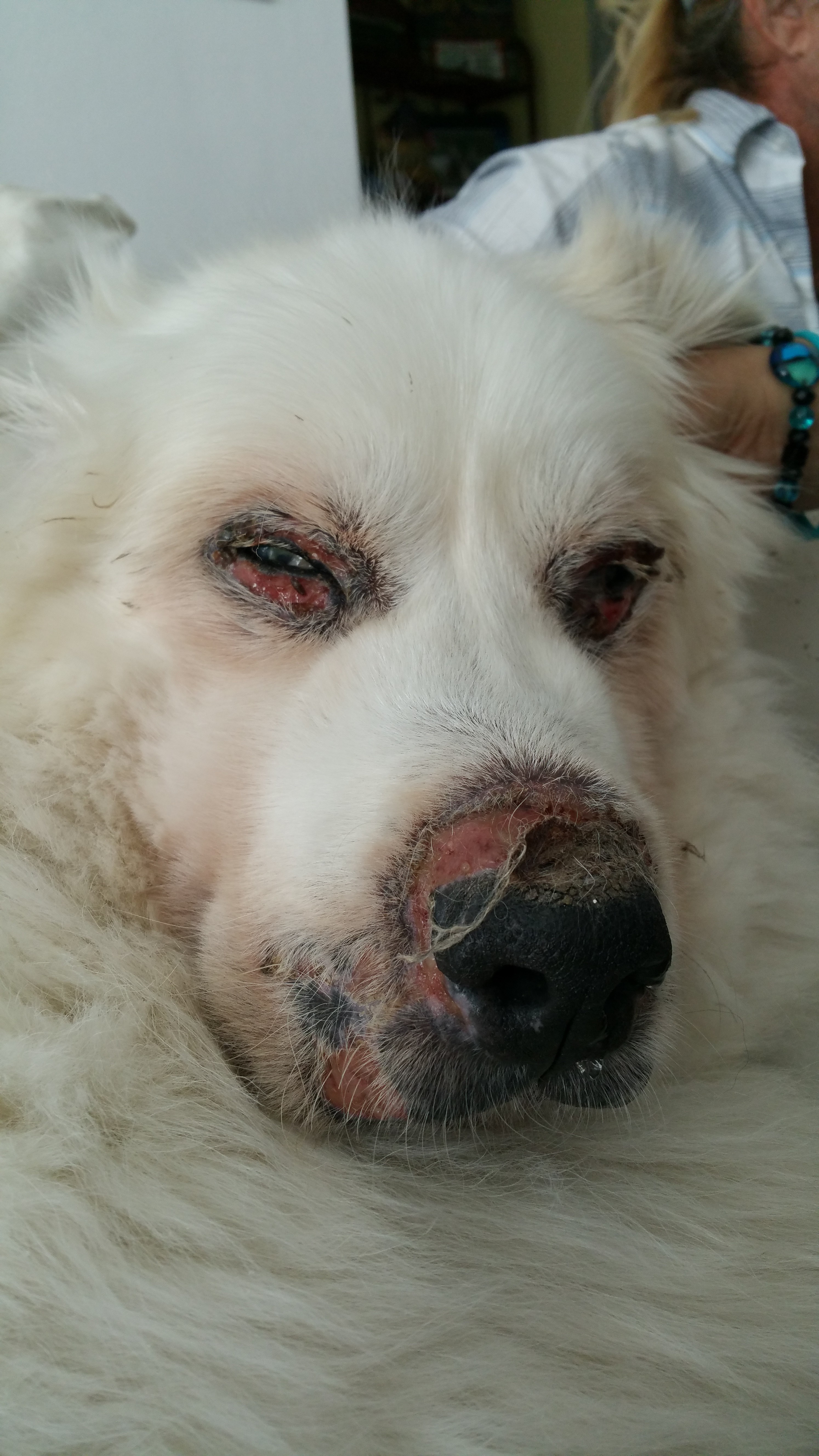 Great pyrenees 2024 going bald