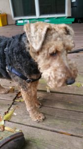 This muscular, energetic, stubborn Welsh Terrier wiggled in delight for Olives!