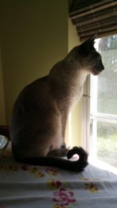 This sleek Siamese cat shredded hospital staff. But he waited calmly meditating and staring out the kitchen window for his house call