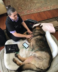 Doc Truli sits o the floor next to this German Shepherd's bed and administers acupuncture.