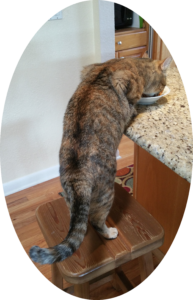 This calico short hir cat stands on the bar stool and eats out of her dish on the counter like a person- with no hands!