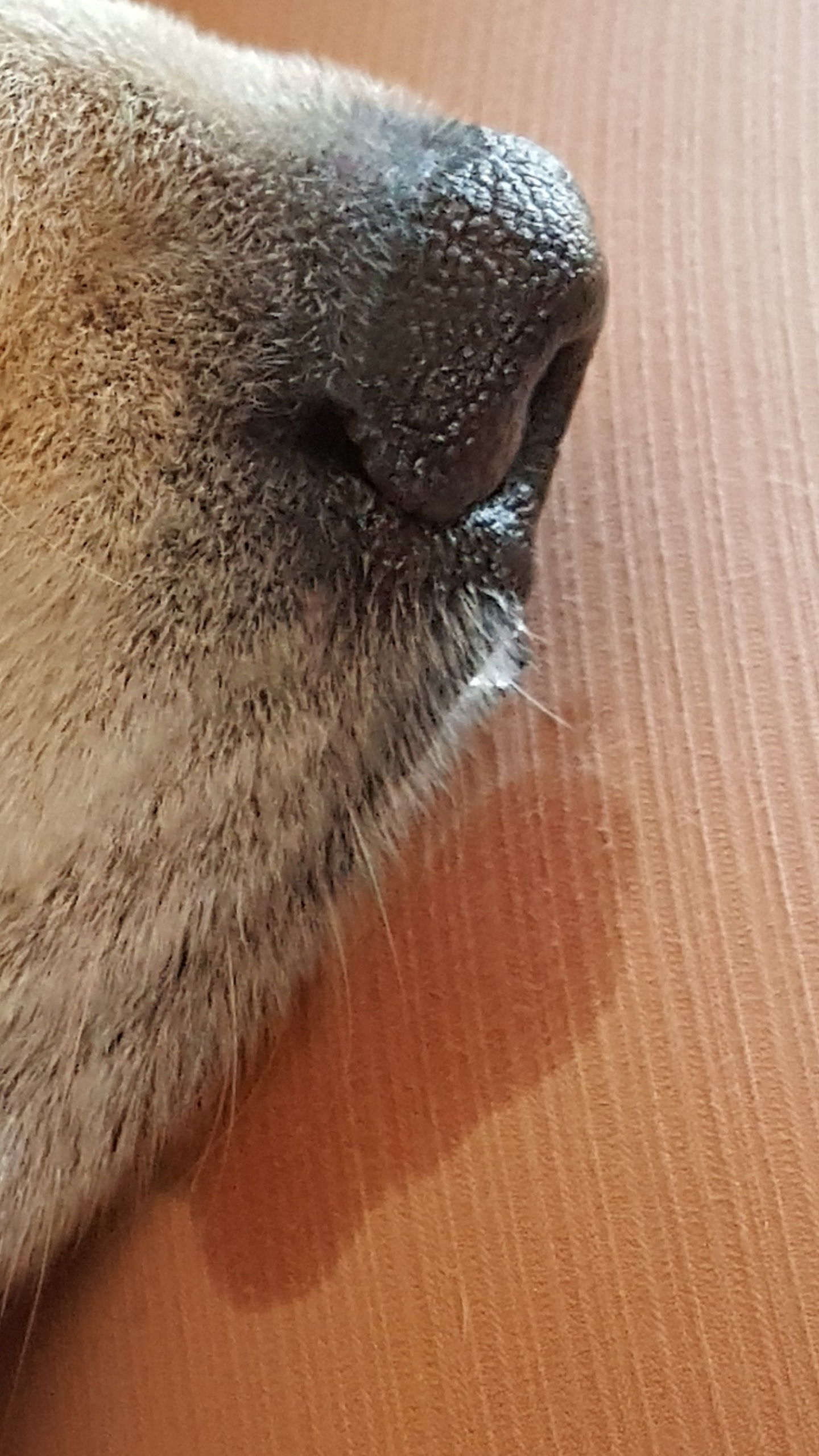 why does a dogs nose drip