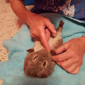 Guinea Pigs often get constipated, Tui-na medical massage gives us another treatment option
