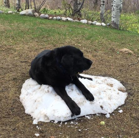 This gigantic black labrador retriever cannot get cool. He is laying on the last remaining chunk of snow in the yard after the winter thaw.