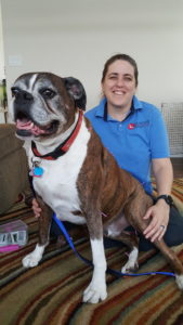 Dr Truli can really feel acupuncture channels when an 80 pound (42 kilo) Boxer dog is sitting on her lap!