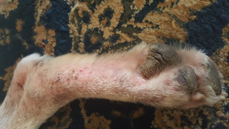 3 Year Old Yellow Labrador Retriever With Severe Itchy Paws Healed Dr