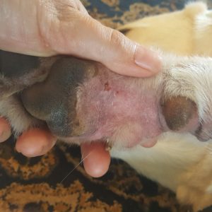 The central paw pad was hard, dry, cracked and the skin was bald, oozing and sticky