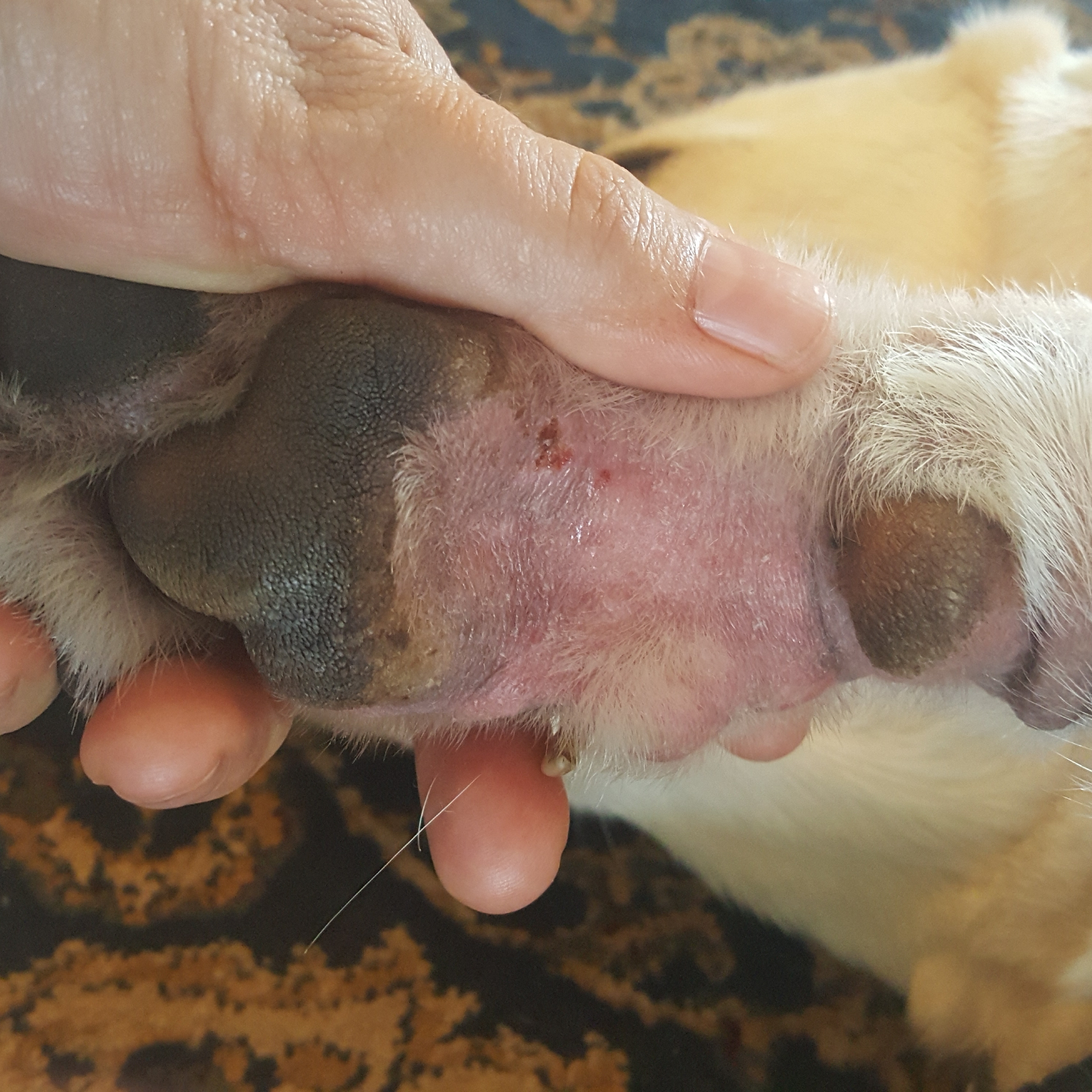 treating itchy paws in dogs