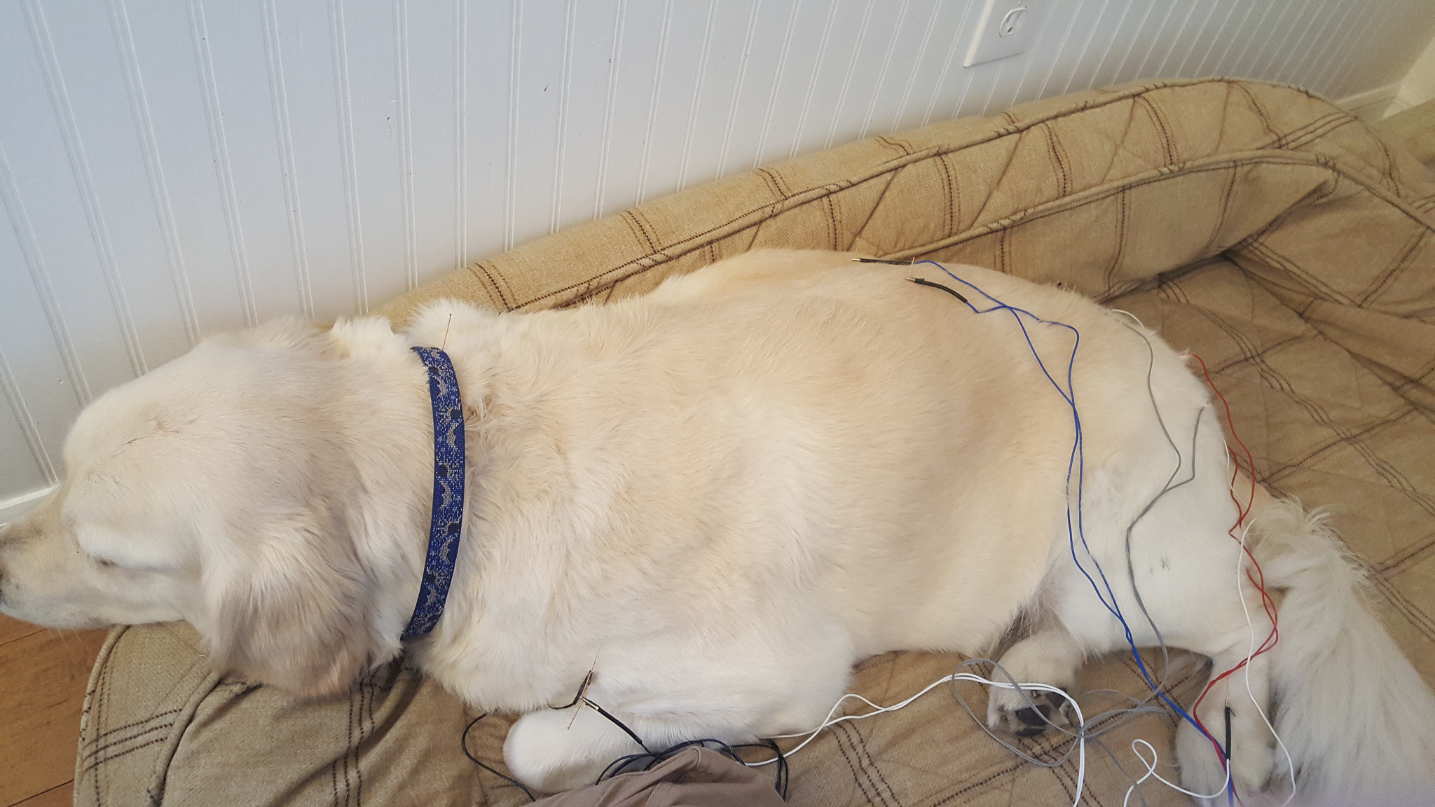 Shaved golden retriever gets electro acupuncture at home in his own bed