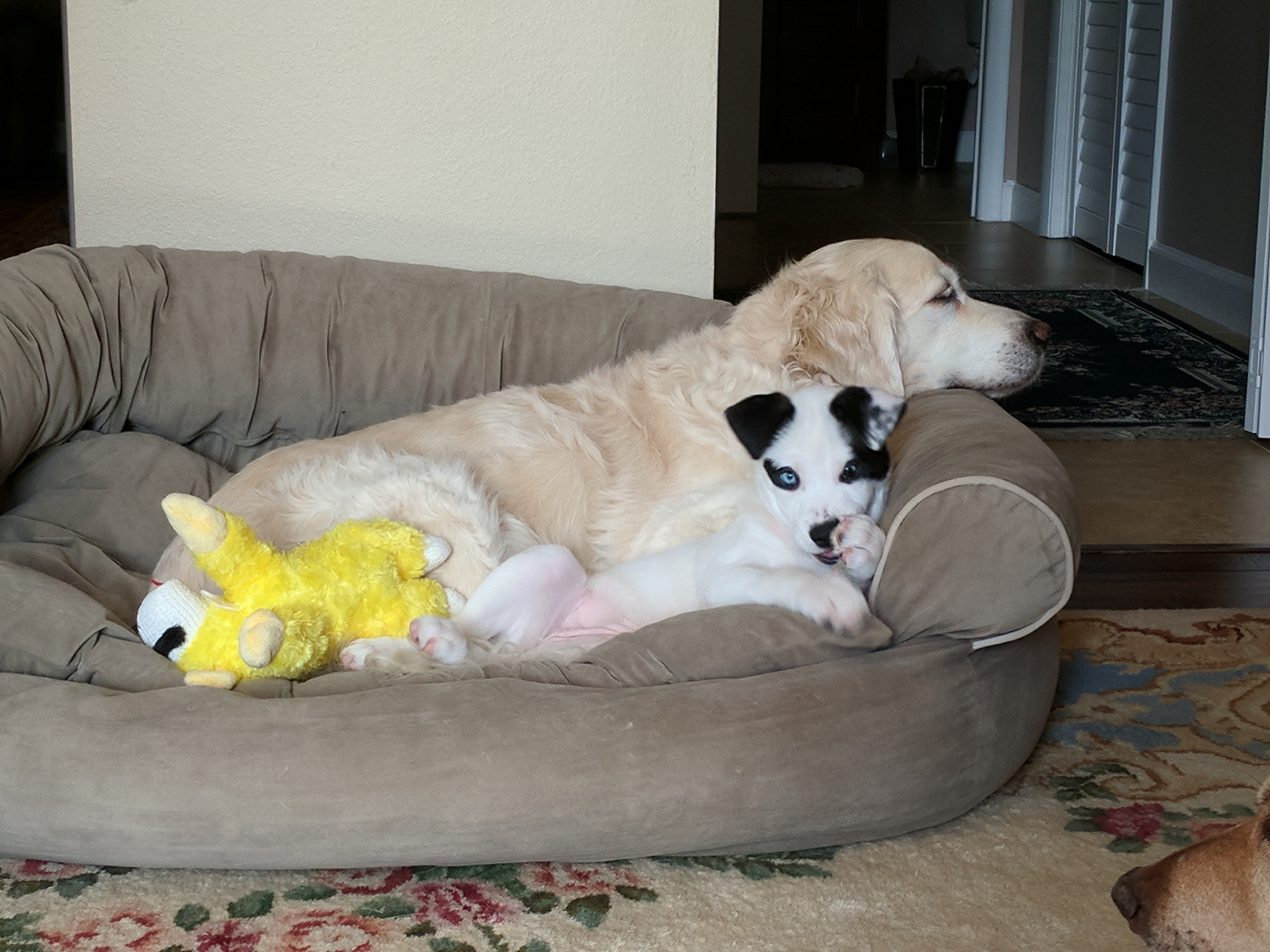 9-year-old Golden Retriever and 3 month old mixed puppy cuddle in their luxurious dog bed